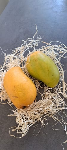 Kunde zeigt eine gelbe und eine grüne Bio Honig Ataulfo Mango auf Verpackungsmaterial.