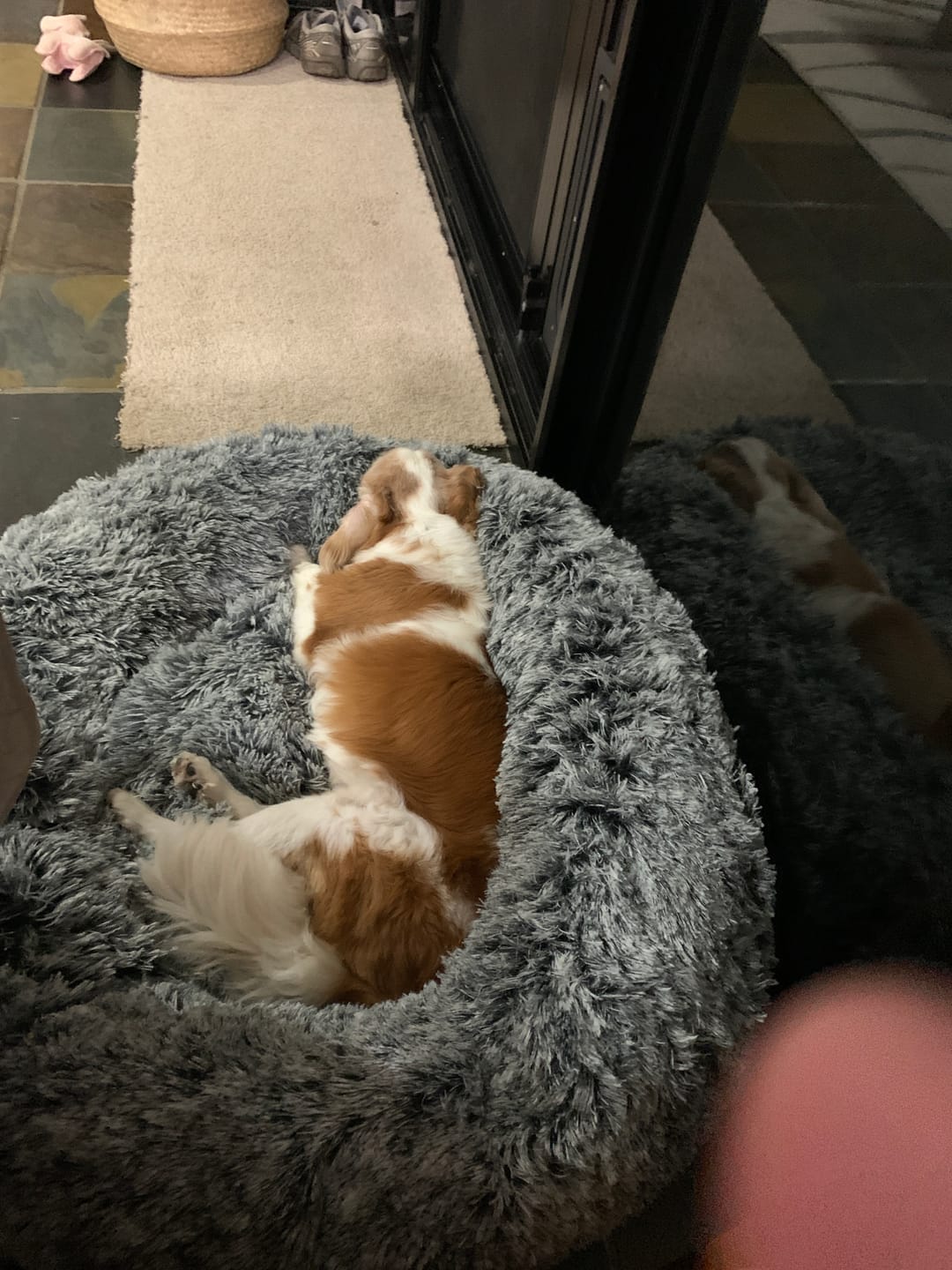 Customer photo review of Calming Pet Bed with Removable Cover