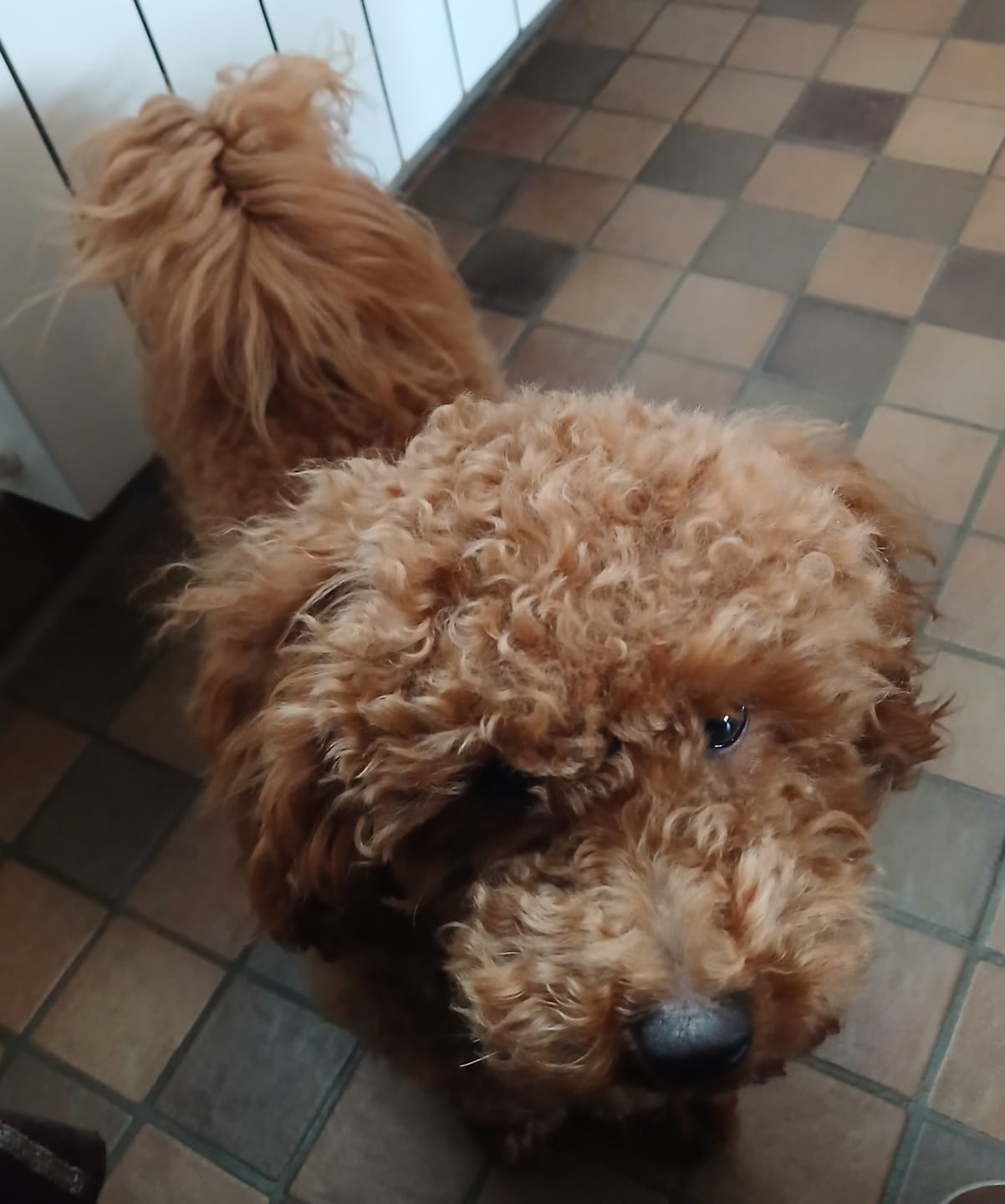Customer photo review of Croquettes Poulet & Citrouille - Chien Petite Race