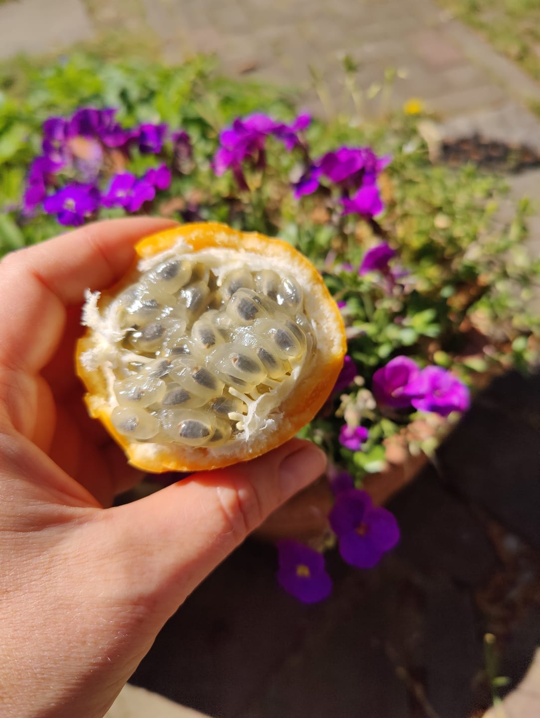Customer photo review of Süße Granadilla Sonderaktion % 1,25kg