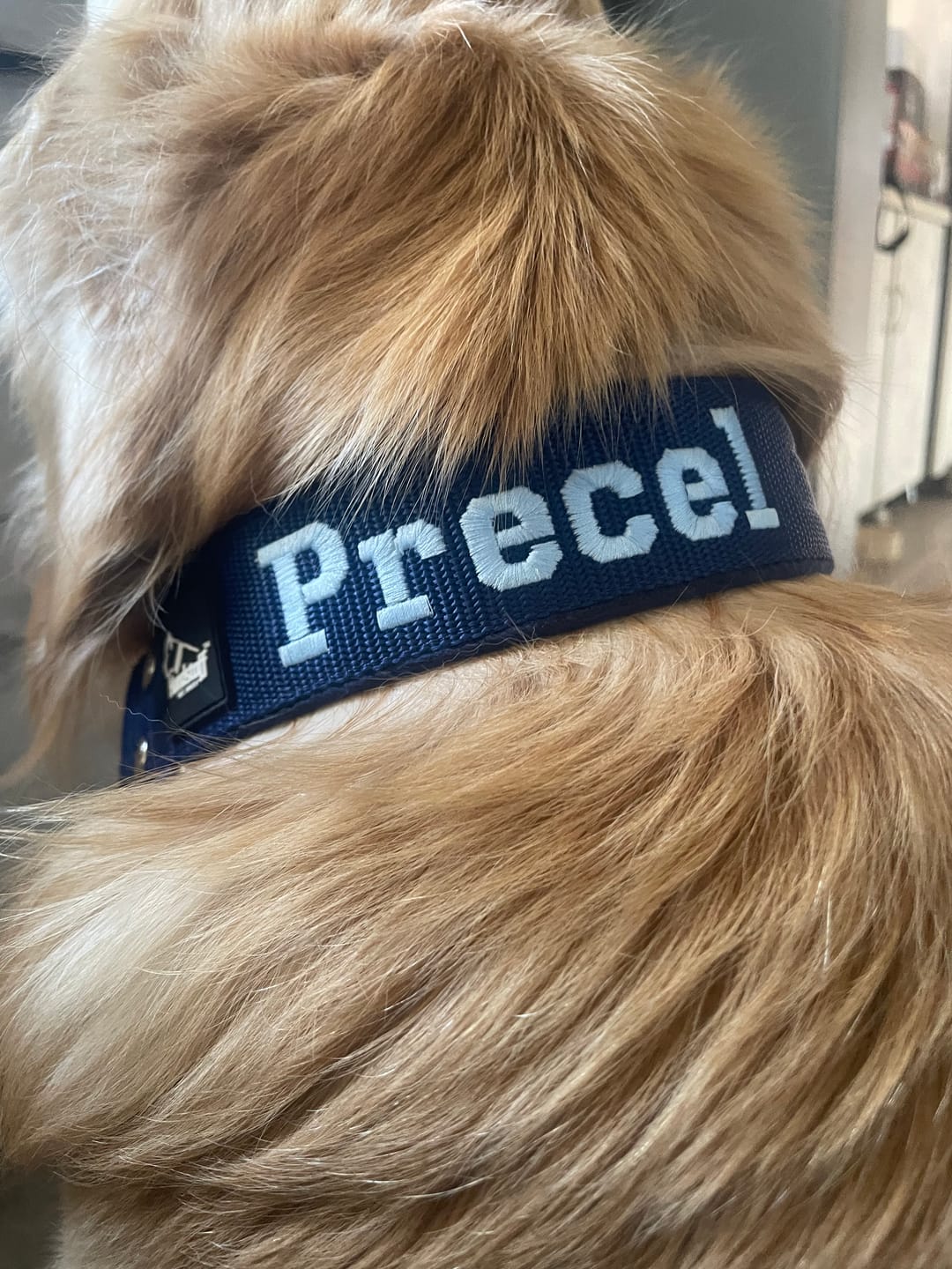 Customer photo review of Półzaciskowa obroża dla psa z imieniem - Personal Martingale
