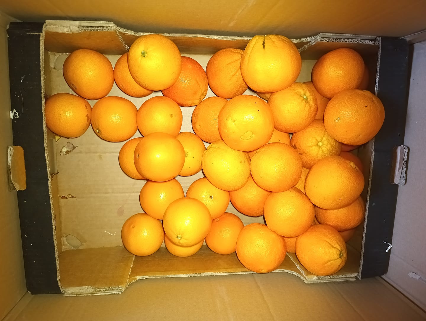 Customer photo review of Orangen Bio Navelina von Andres