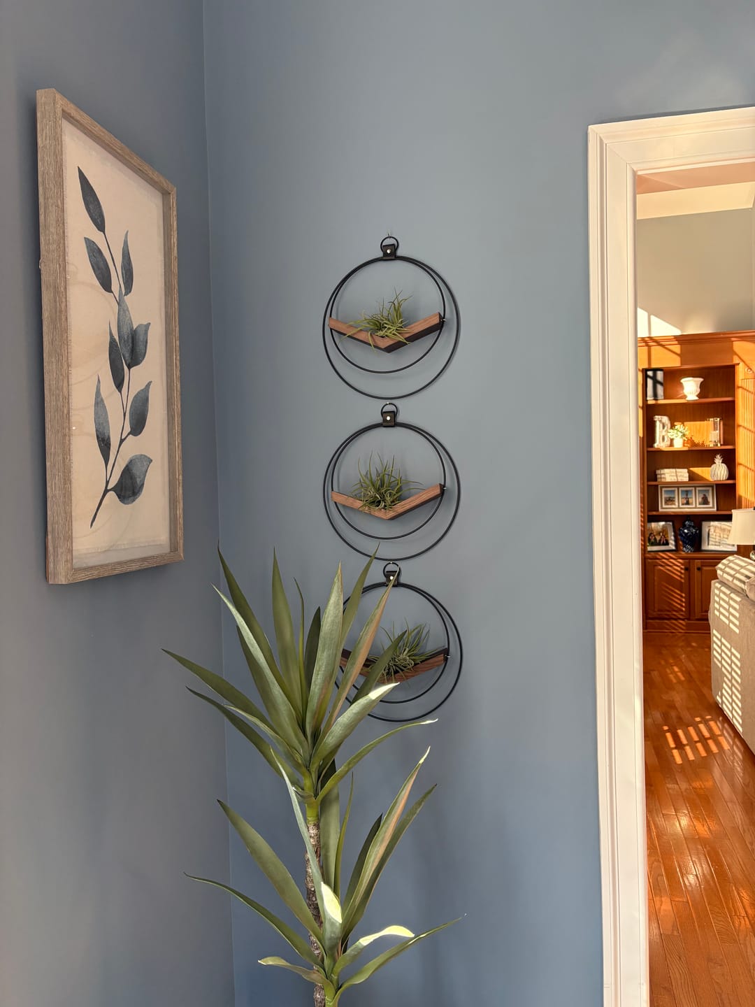 Customer photo review of Air Plant V-Hanger Trio