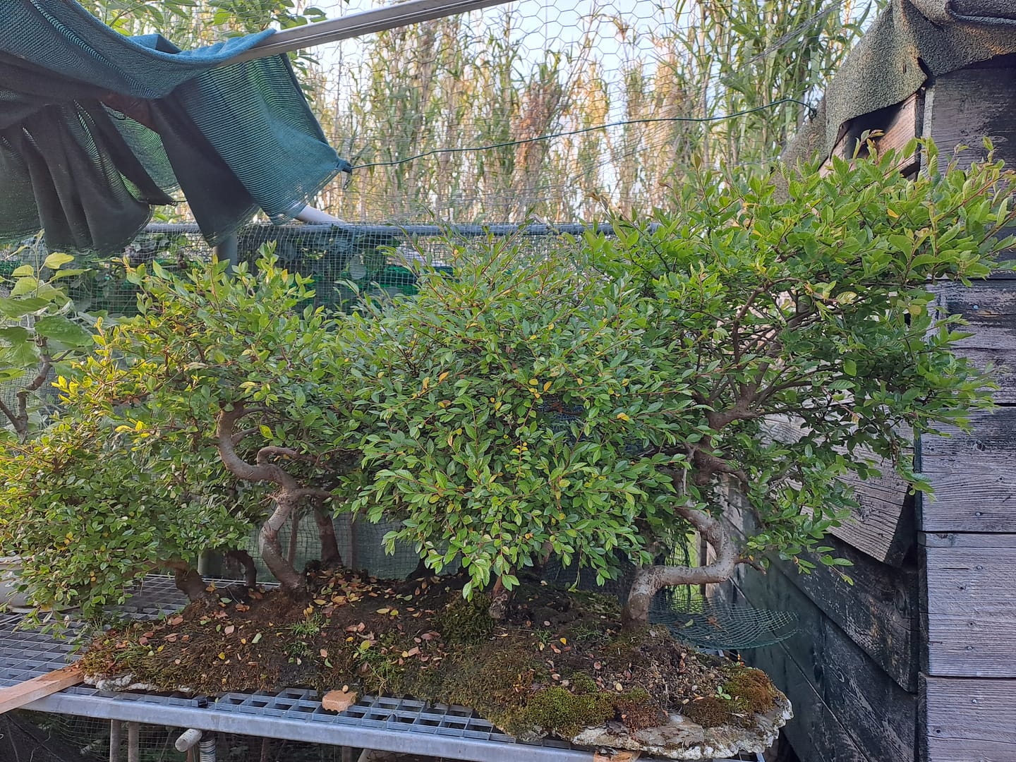 Customer photo review of SUPREMACY CB® TERRICCIO SUBSTRATO PER BONSAI LATIFOGLIE PREMIUM