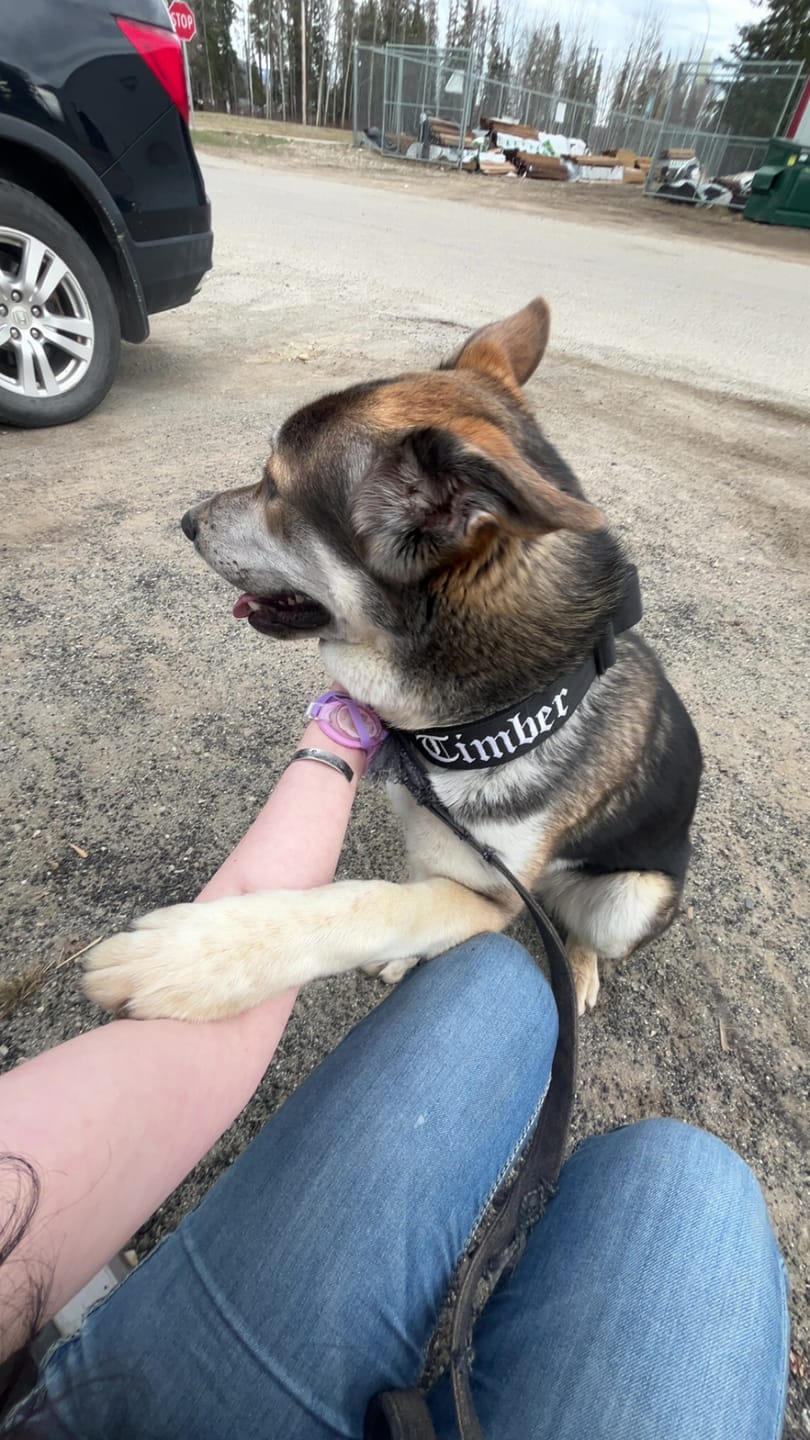 Customer photo review of 5cm Combat® Collar | With Handle & Secure Clip - Black
