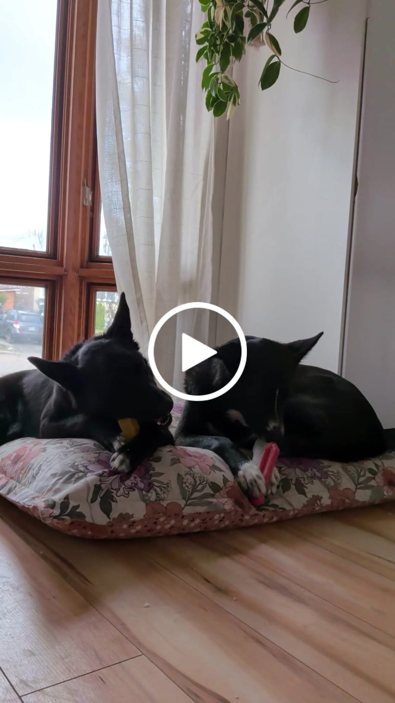 Customer video review of Himalayan Yak Chew Flavor Pack
