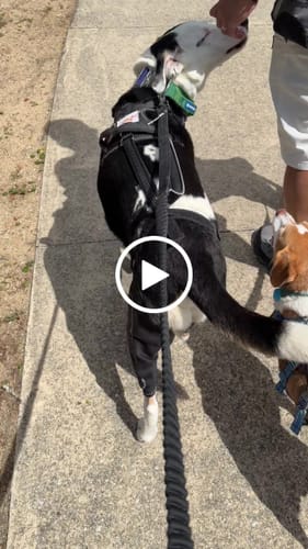 Customer video review of Dual-Leg Hinged Knee Support Harness for Dogs