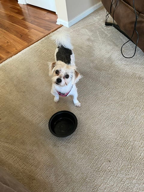 Customer photo review of Lamb Recipe for Dogs - 16oz