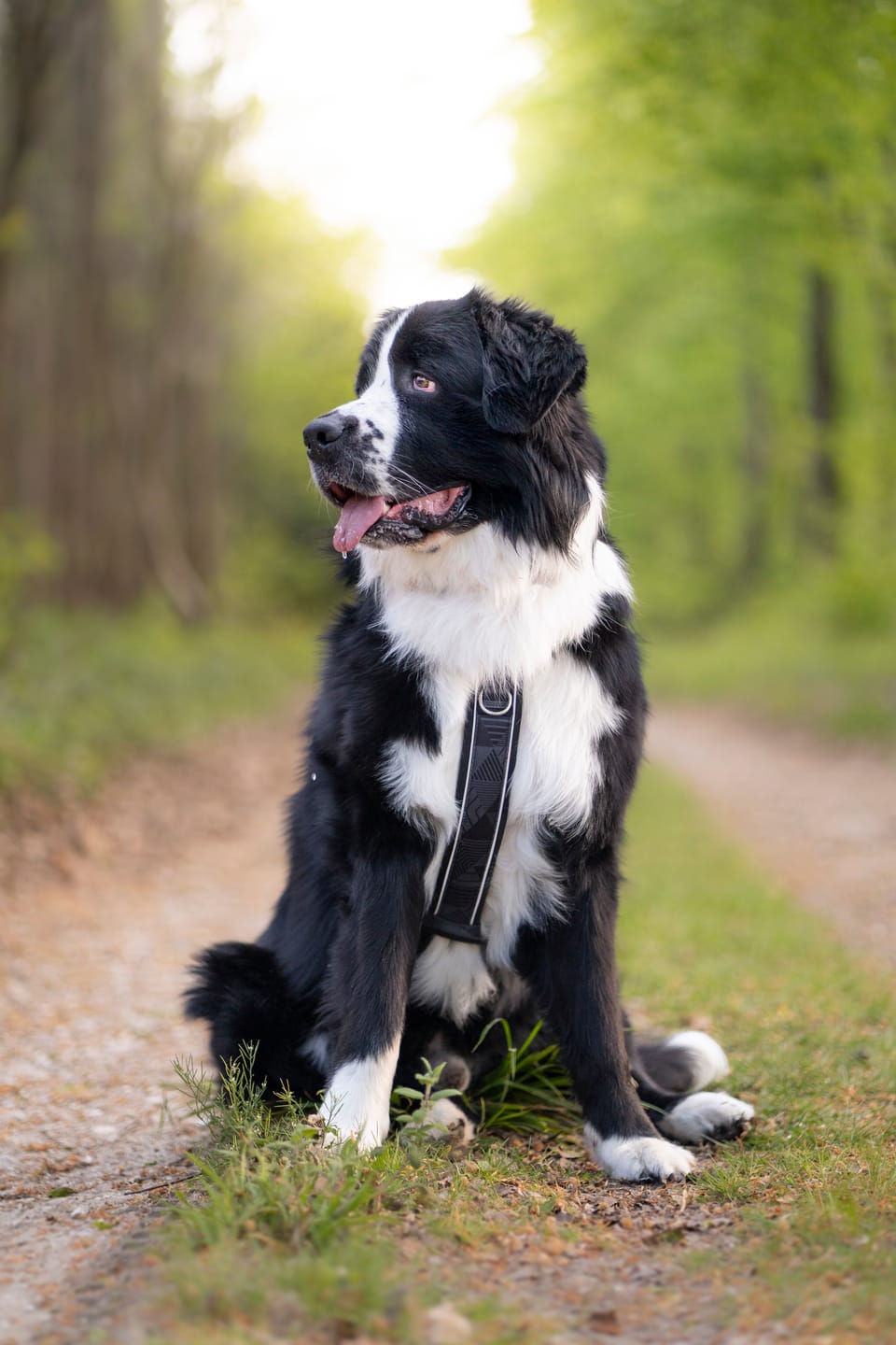 Customer photo review of Apex® Harness