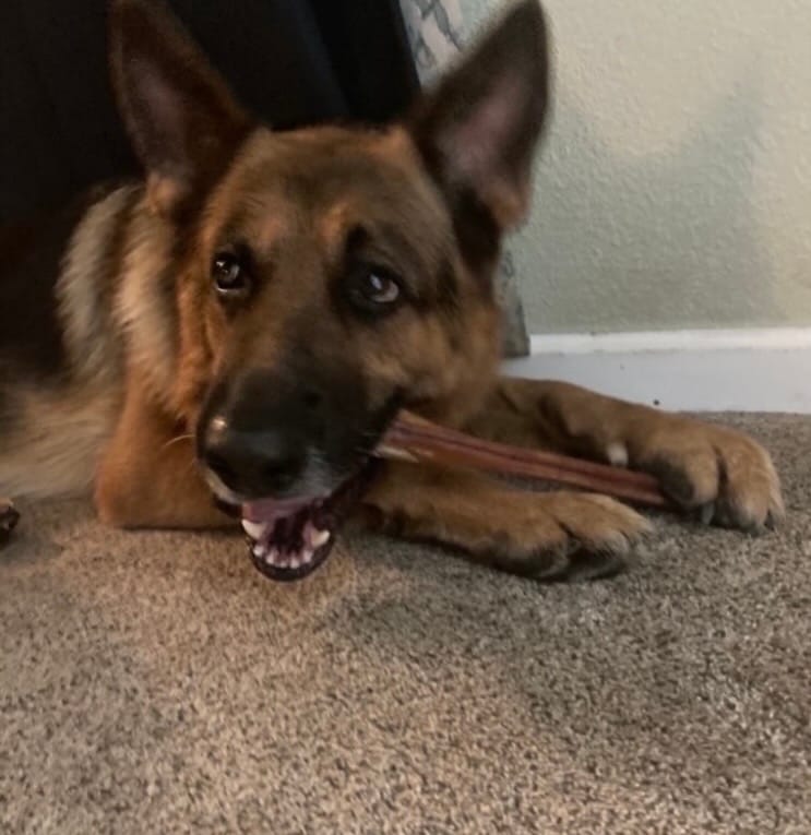 Customer photo review of 12 Inch Monster Bully Stick