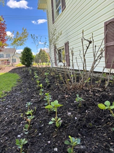 Customer photo review of Pachysandra Terminalis 50 Count Flat - Japanese Spurge Evergreen Groundcover Plants