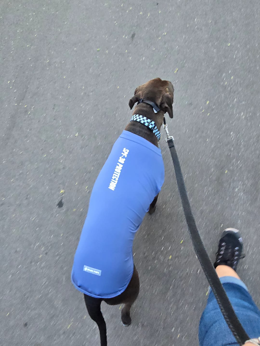 Customer photo review of Sunblock Dog T-Shirt - Navy Blue