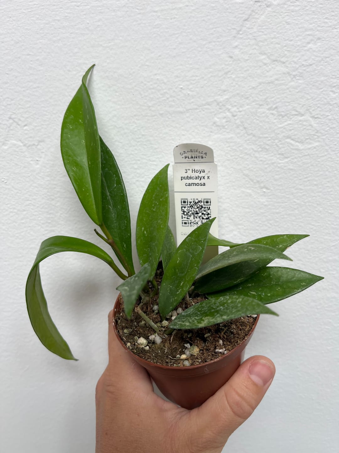 Customer photo review of Hoya pubicalyx x carnosa