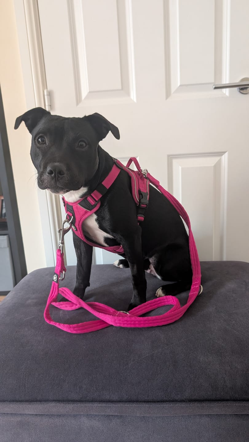 Customer photo review of Training Double Ended Dog Lead | 2m Length -  Magenta