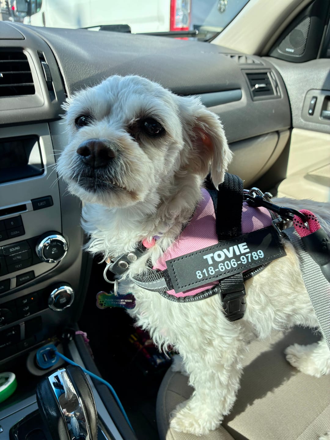 Customer photo review of Dogshood ™