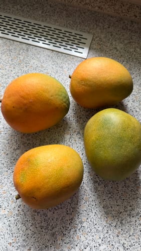 Kunde zeigt vier reife Kent Mangos auf einer Küchentheke.