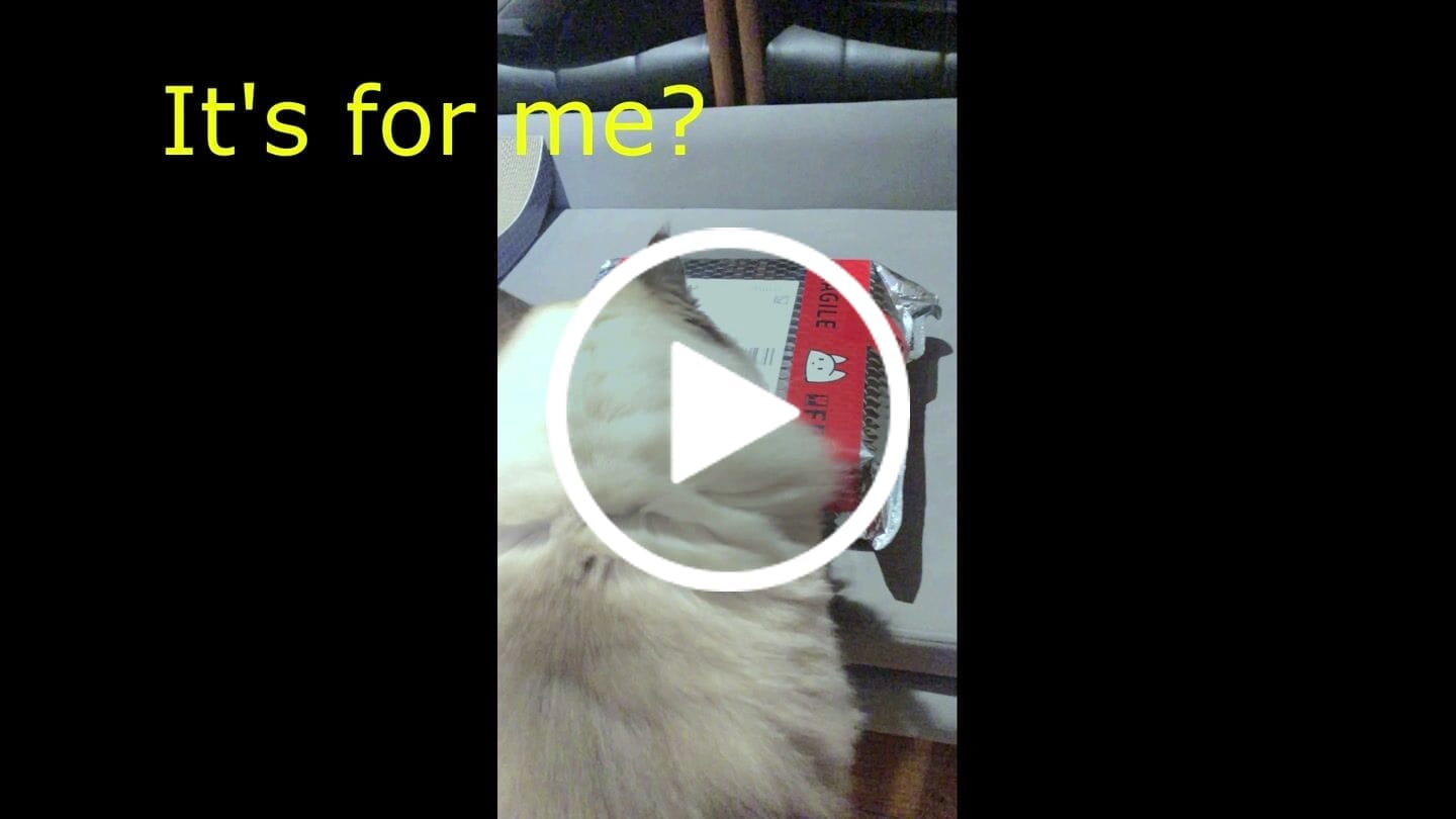 Customer video review of Michu Bagel Ceramic Cat Bowl – Anti-Whisker Wide Shallow Cat Food Bowl | 6 Colours