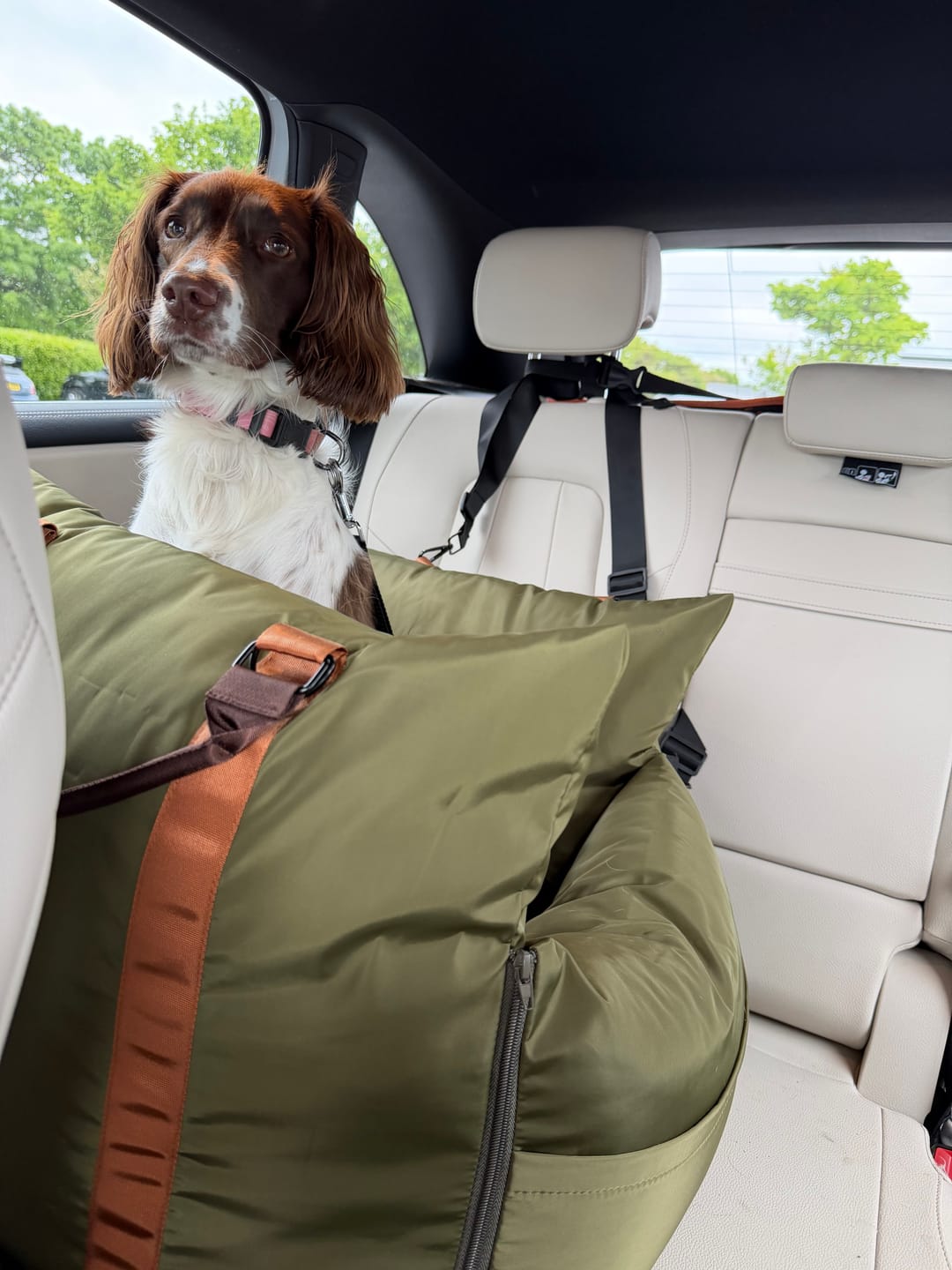 Customer photo review of Travel Dog Pod - Now With IsoFix