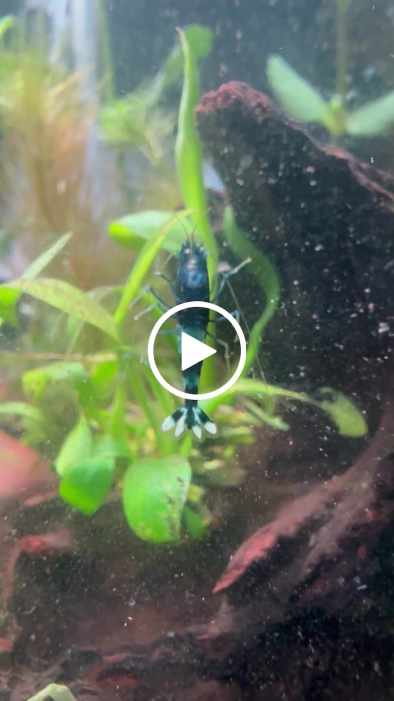 Customer video review of Shadow Panda Shrimp