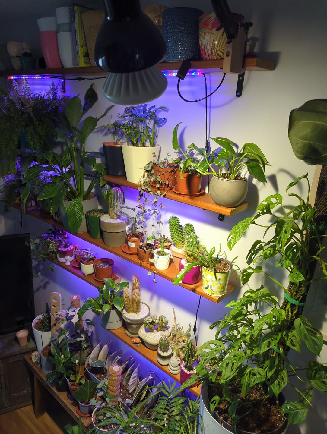 Customer photo review of Pianta 30 Grow Light LED Bulb