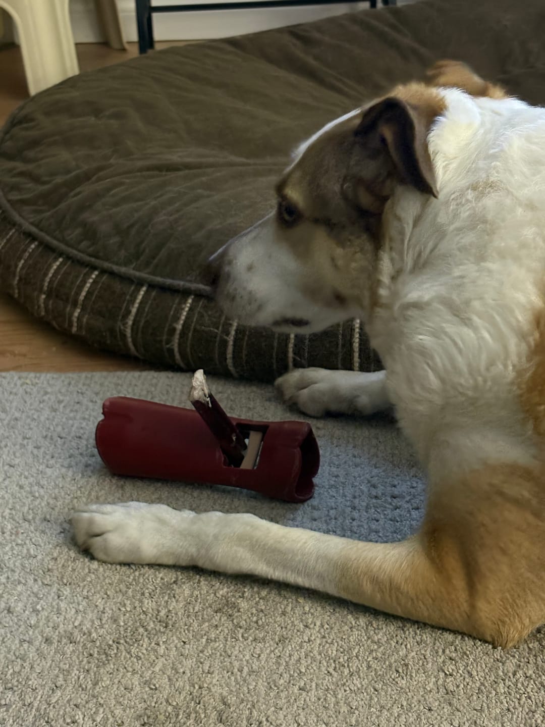 Customer photo review of 6 Inch Thick Bully Stick