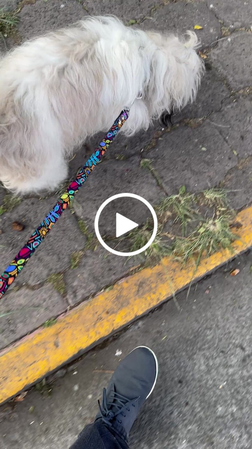 Customer video review of Collar personalizado: Alebrije