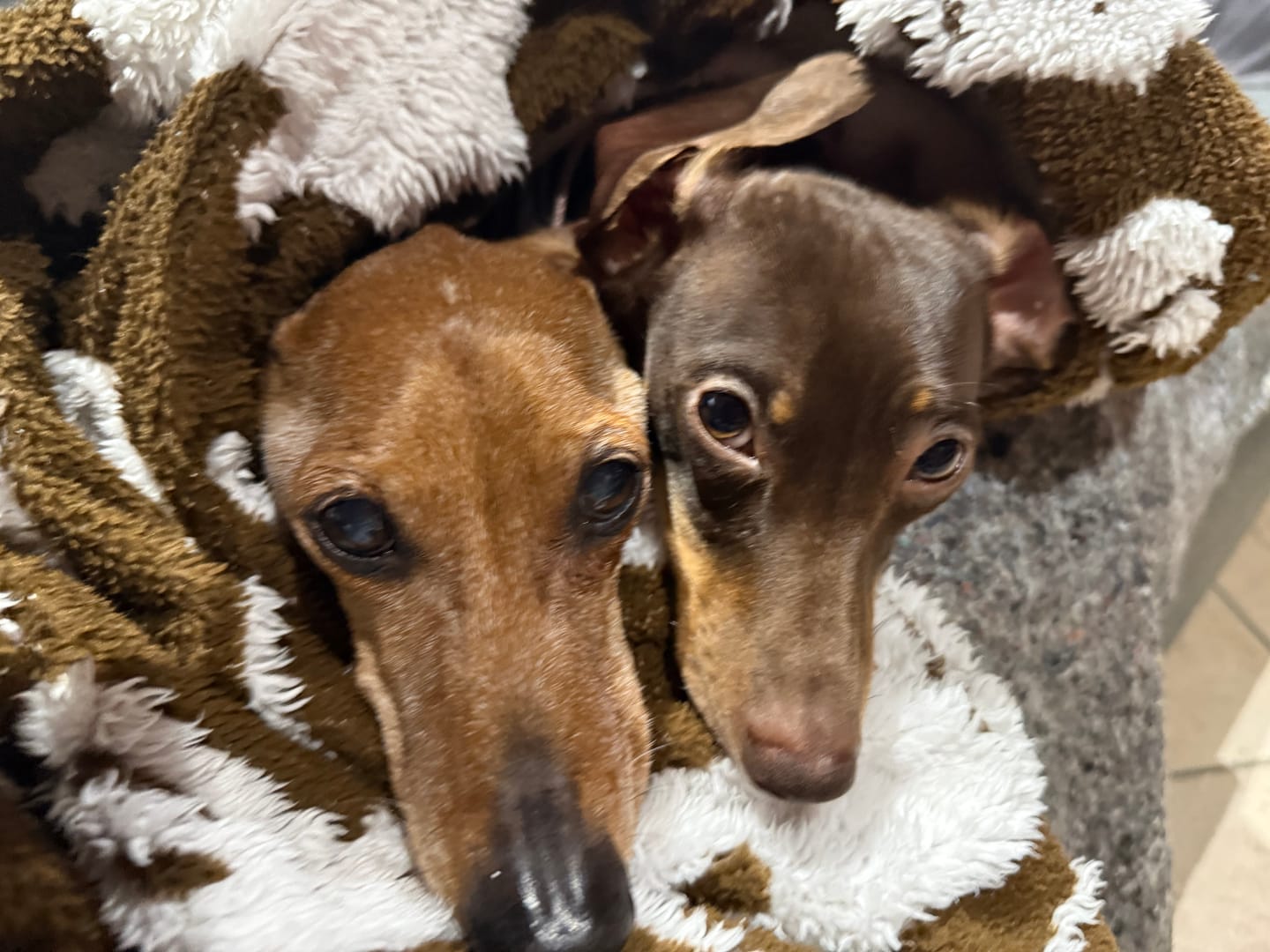 Customer photo review of Natural Canine Care | DoggyMin - Skin & Immune Support for Dogs