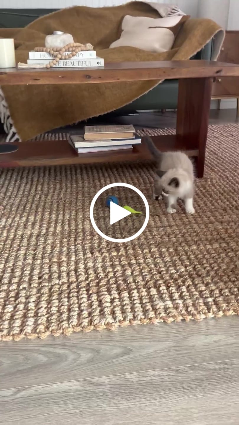 Customer video review of SPEEDY TAIL 2.0
