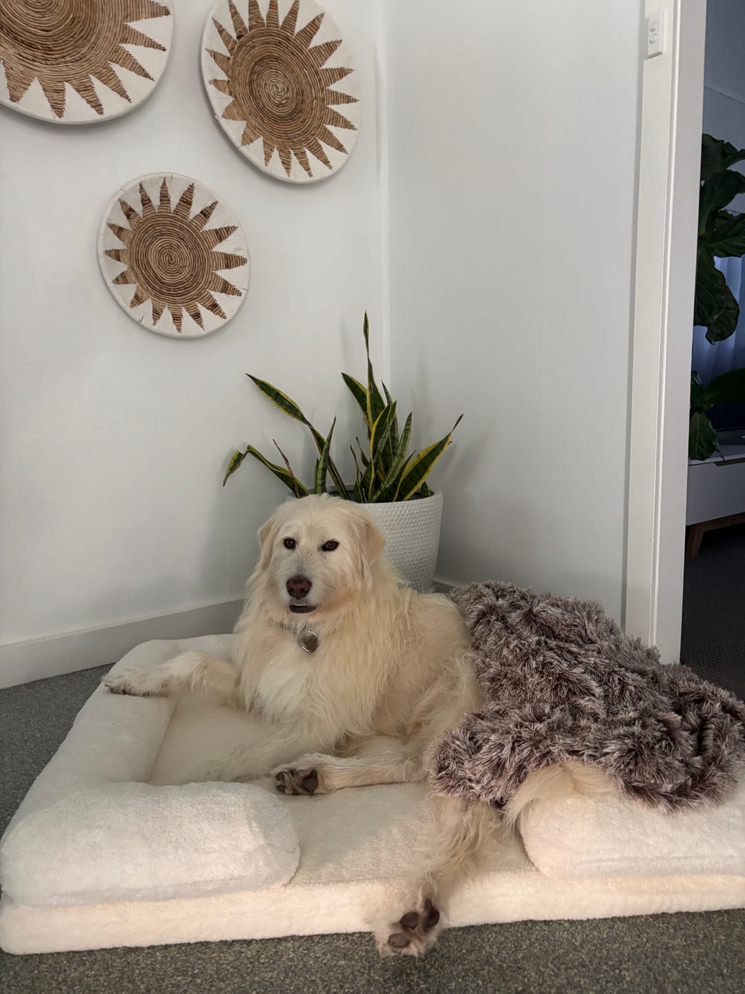 Customer photo review of Pet Boucle Bed for Dog & Cat