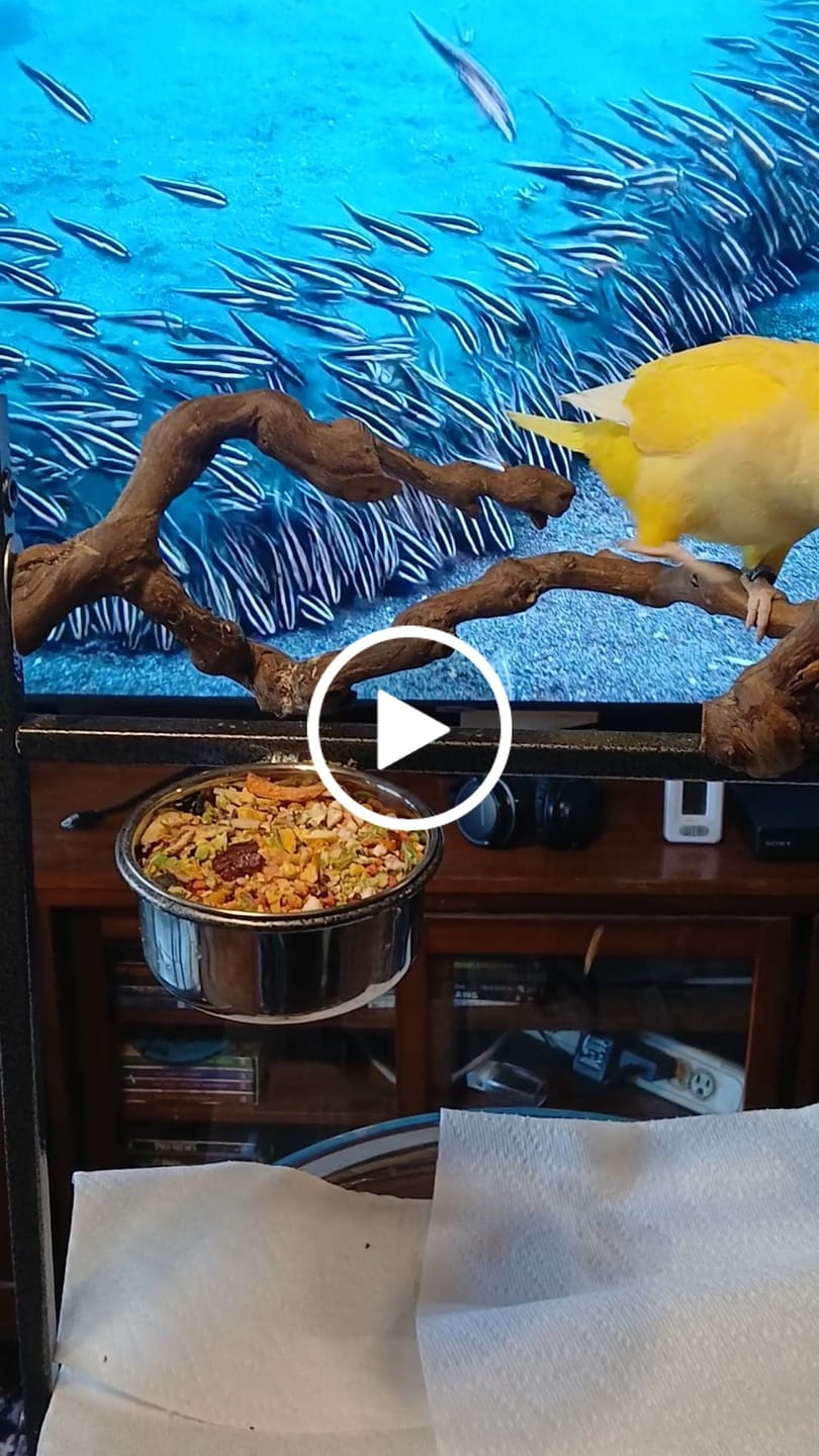 Customer video review of Bird Bites Freeze Dried Chop - Totally Veggies - No Fruit