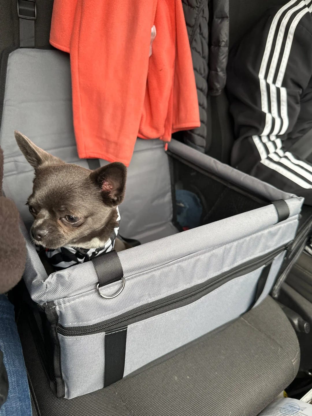 Customer photo review of WanderPup Comfort Dog Travel Seat