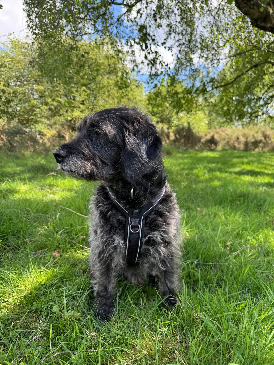 Customer photo review of Apex® Harness