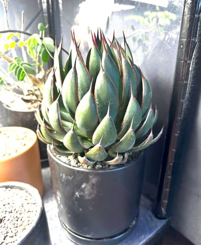Customer's healthy Mangave 'Praying Hands' plant with striking upturned leaves in a dark pot.