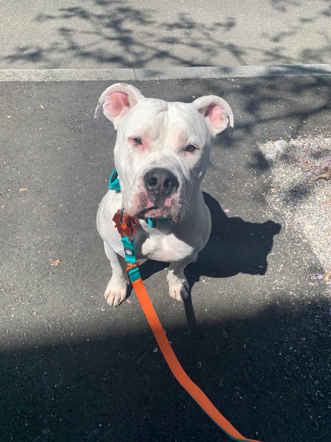 Customer photo review of 1.4m Lighter Swivel Combat Lead | Anti-Tangle & Secure Clip - Turquoise x Orange