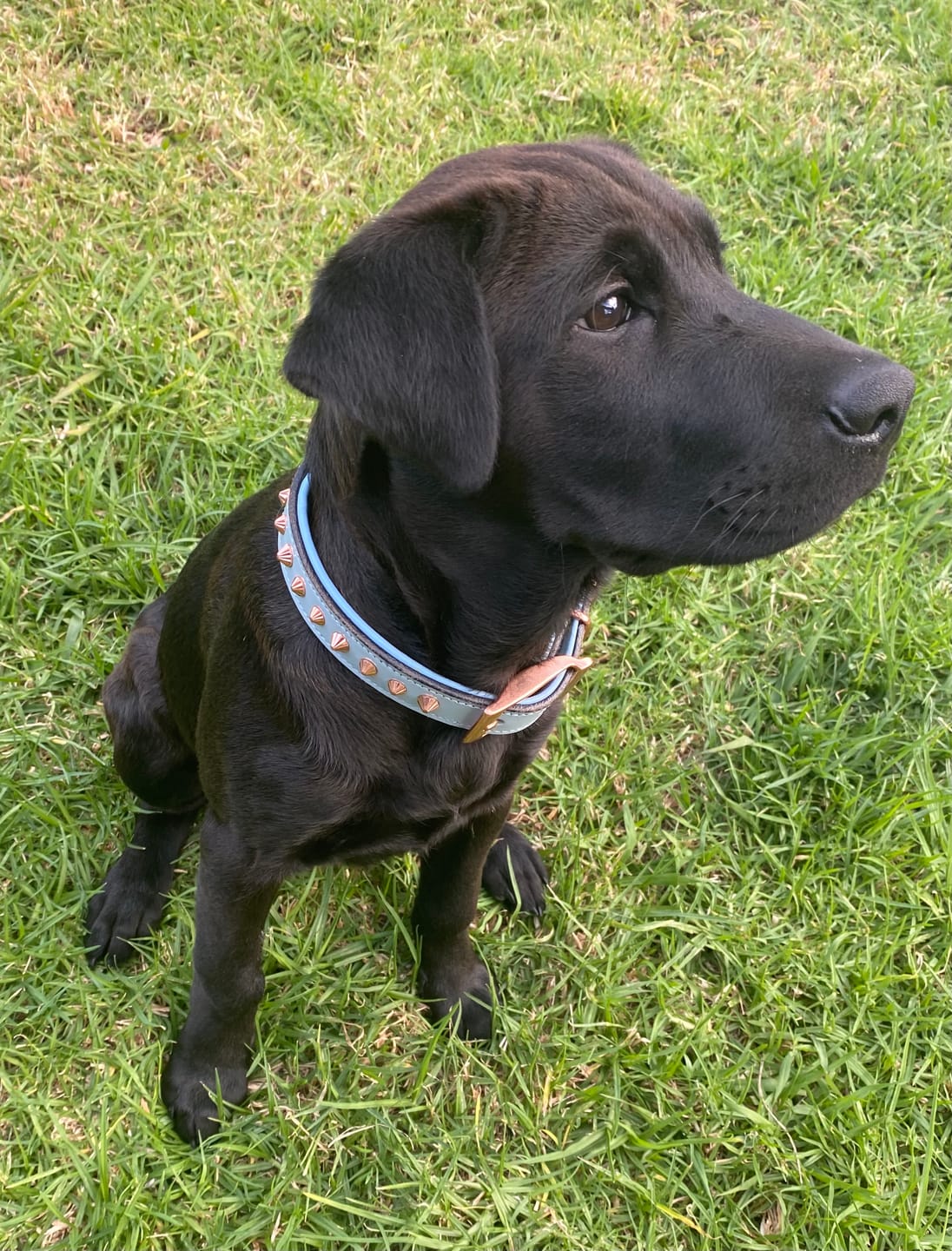 Customer photo review of Hand Made Leather Dog Collar - Imperial Baby Blue & Rose Gold (Slim fit)