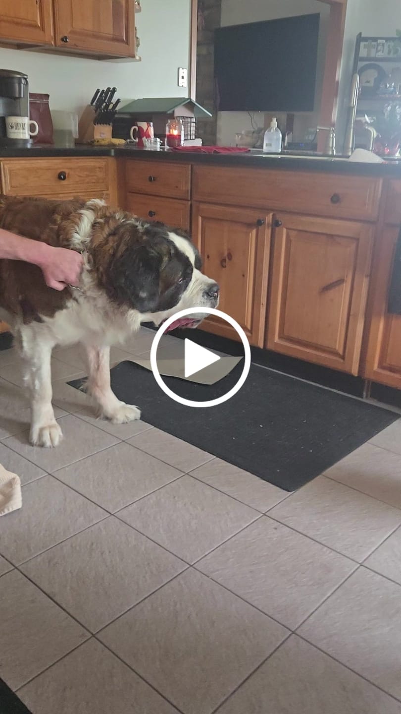 Customer video review of Beef Gullet Jerky Sticks 6"