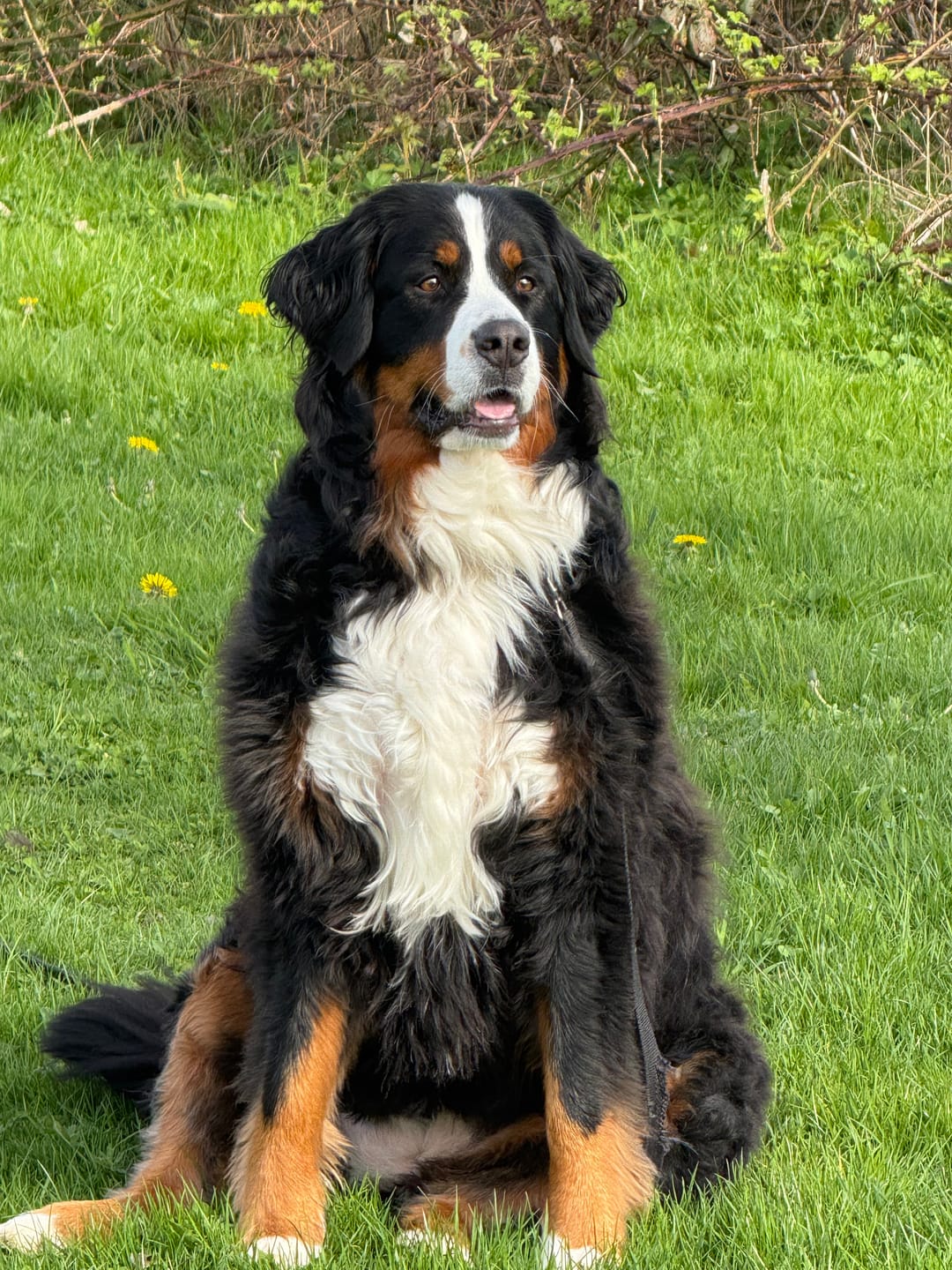 Customer photo review of Himalayan Yak Chew (LARGE)