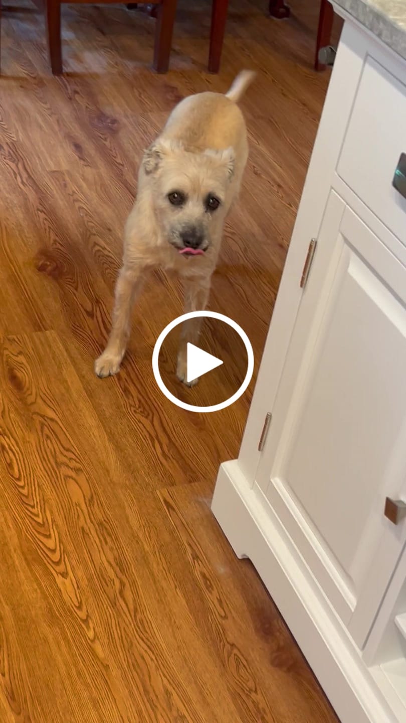 Customer video review of Beef Recipe for Dogs - 16oz