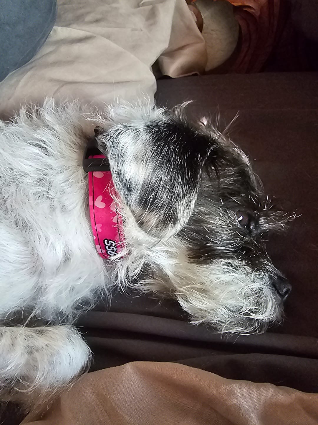 Customer photo review of Collar personalizado: Corazones
