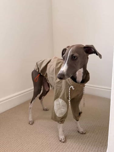 Customer photo review of Breathable Waterproof Pet Windbreaker Jacket