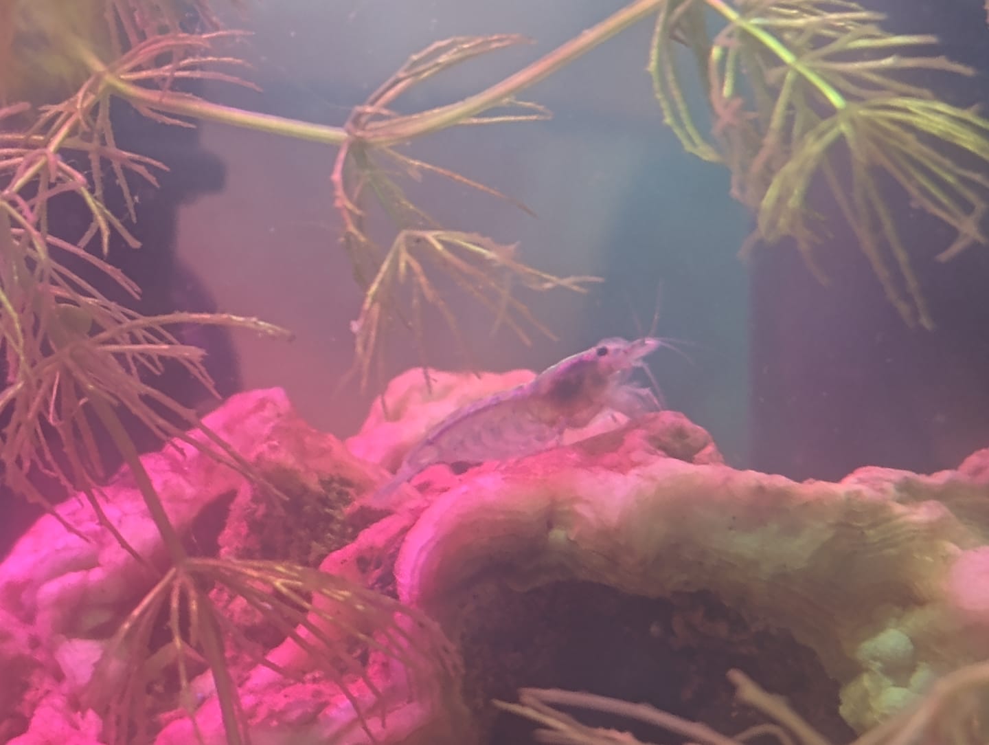 Customer photo review of Blue Velvet Shrimp