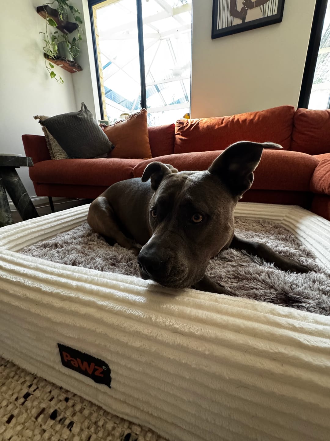 Customer photo review of Orthopaedic Dog Bed – Waterproof & Washable