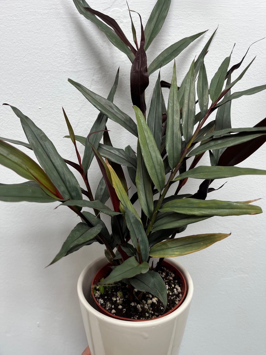 Customer photo review of Alpinia luteocarpa 'Red Rubin'