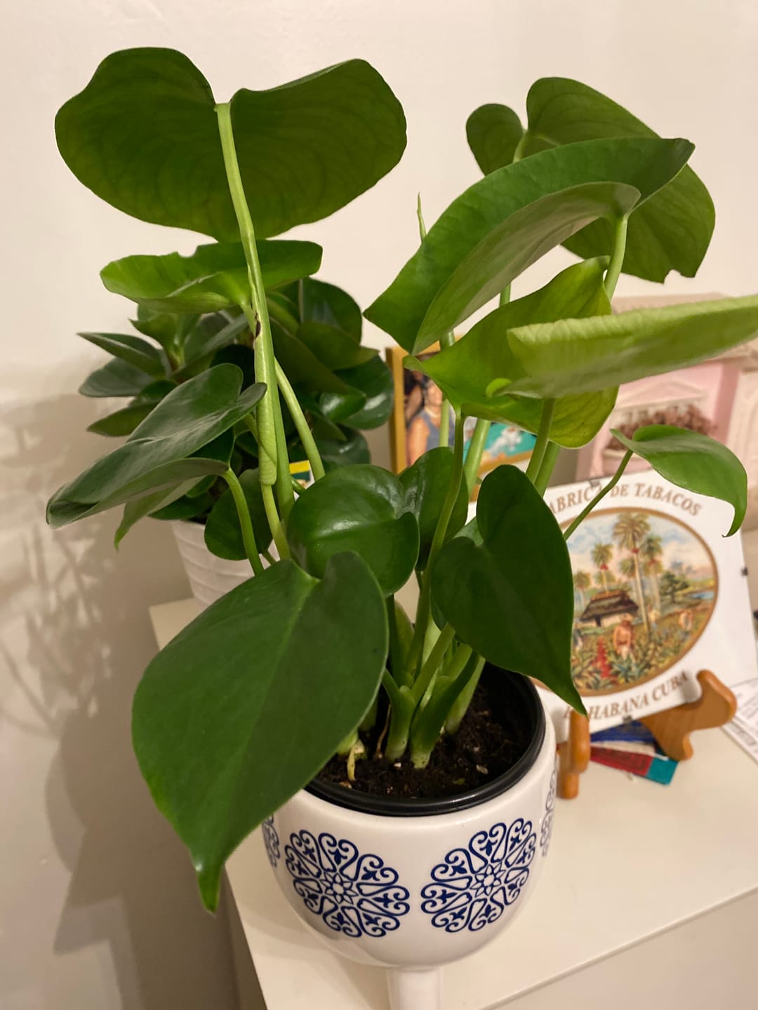 Customer photo review of Monstera Deliciousa Live Indoor Plant, Easy Care Low Light Houseplant, Air Purifier Monstera Gift Plant Mother's Day Pet Friendly Plant