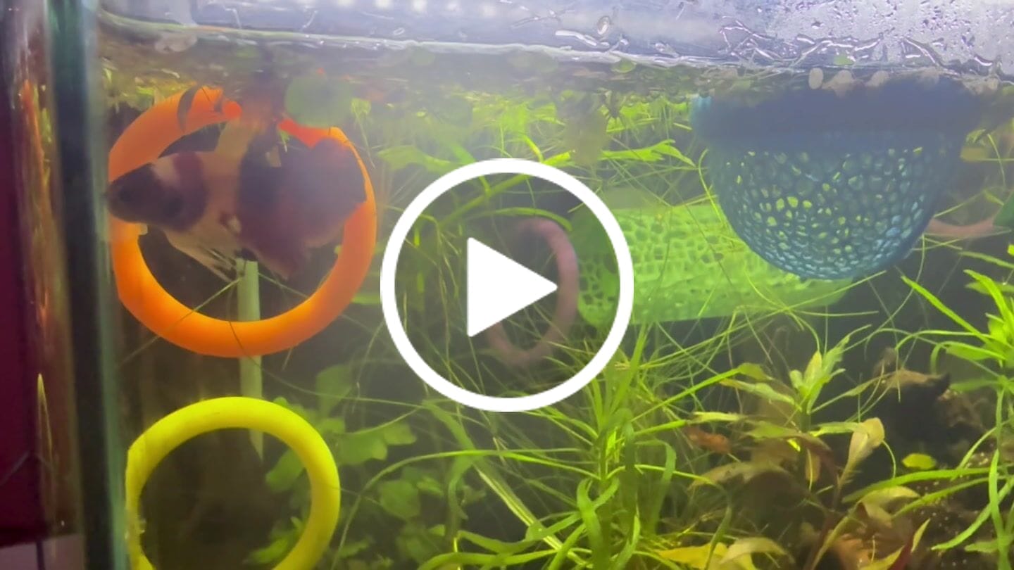 Customer video review of Rare Koi Multicolors Betta Fish (Male)