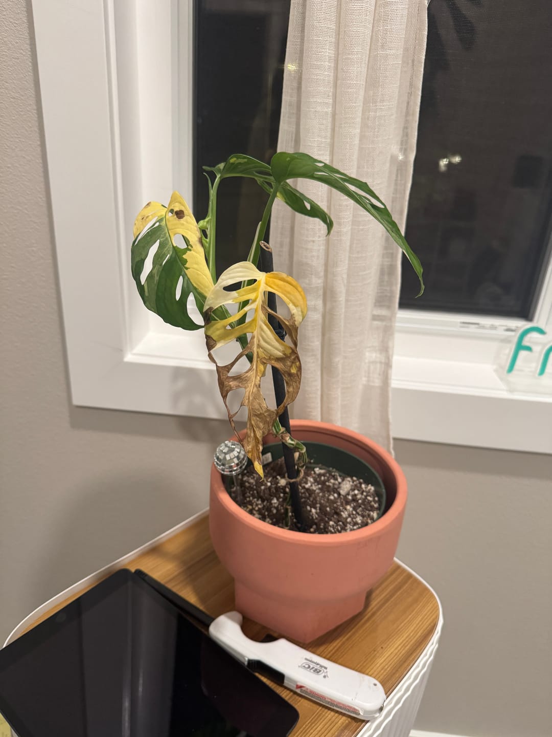 Customer photo review of Hydration Renew