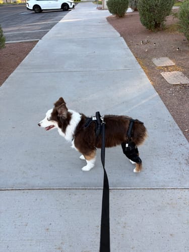 Customer photo review of Dual-Leg Hinged Knee Support Harness for Dogs