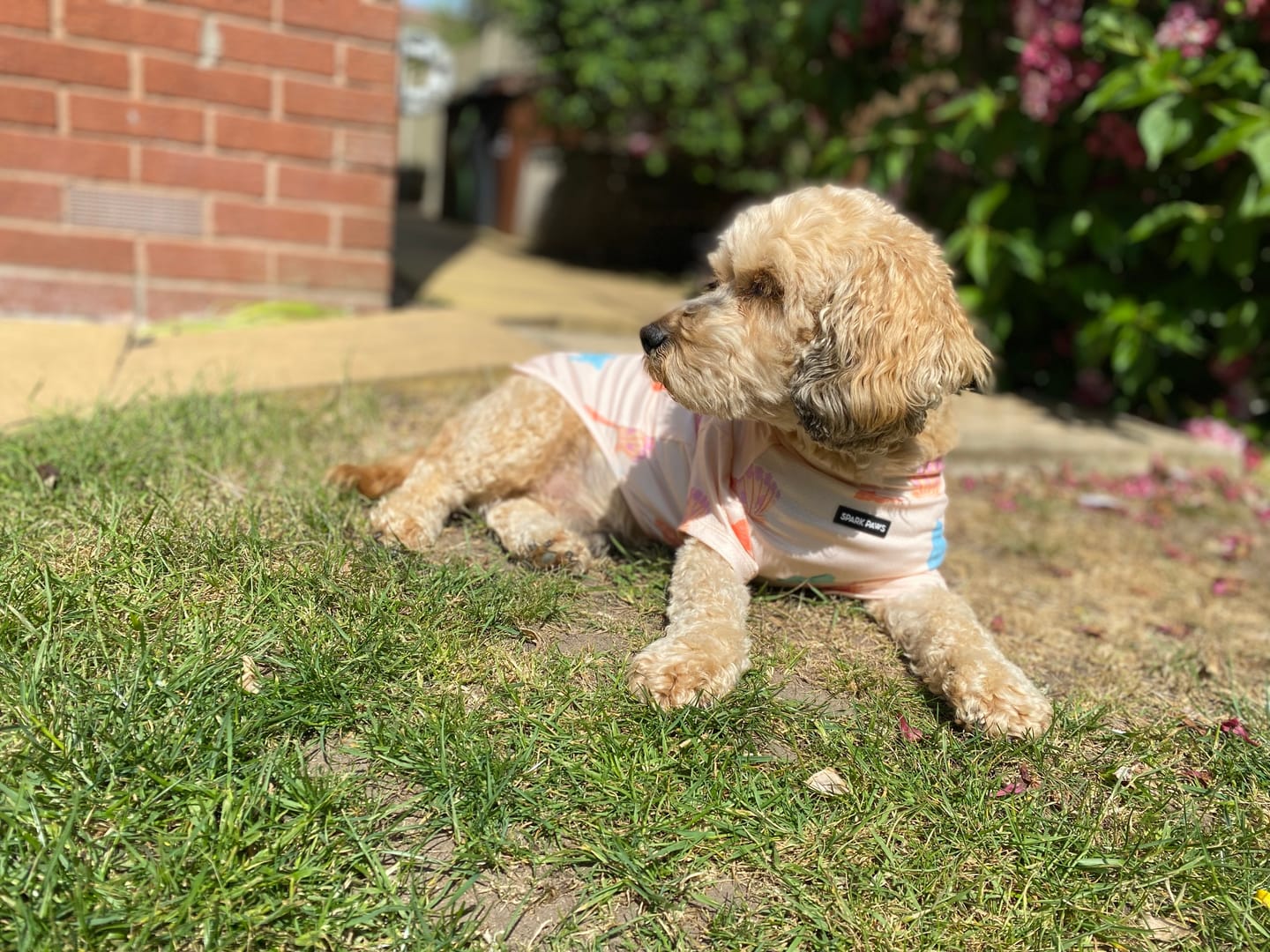 Customer photo review of Sunblock Dog T-Shirt - Seashell