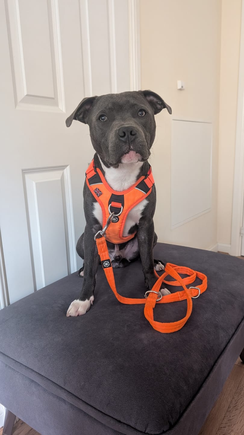 Customer photo review of Anti Pull Hurricane Harness Lighter | With Handle - Orange