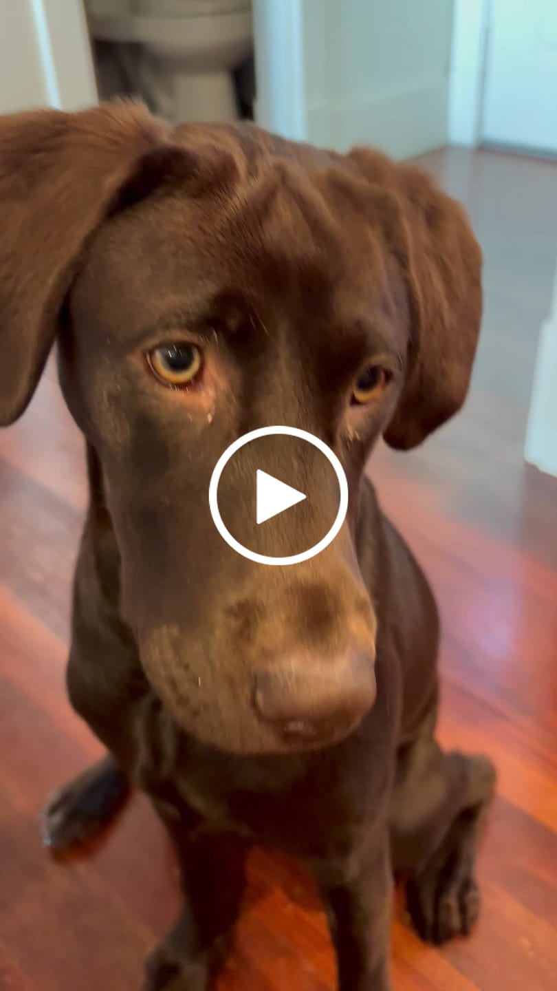 Customer video review of DENTAL STRIPS